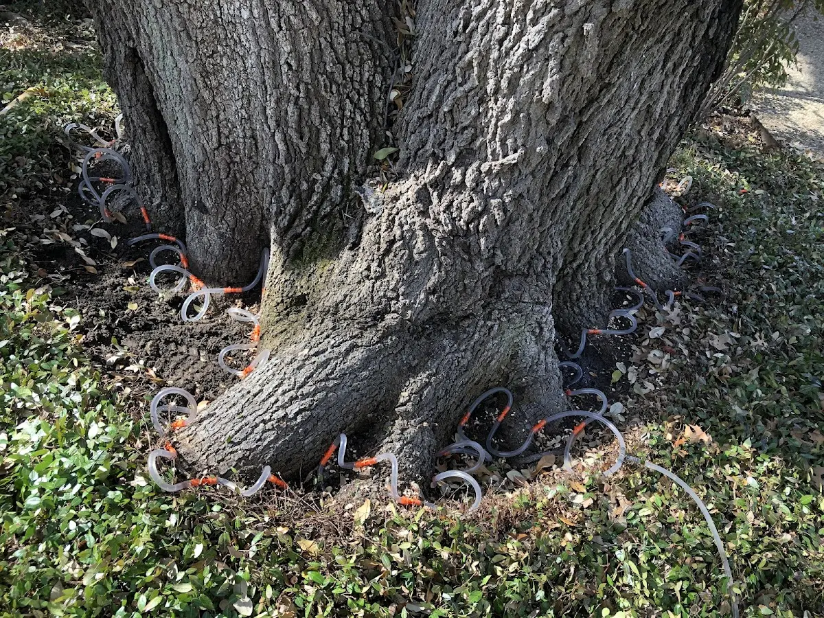 Detailed Tree Cabling and Bracing job site in Sister Bay