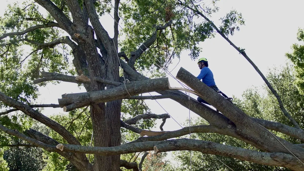 Professional Crown Thinning performed by certified arborists in Sister Bay