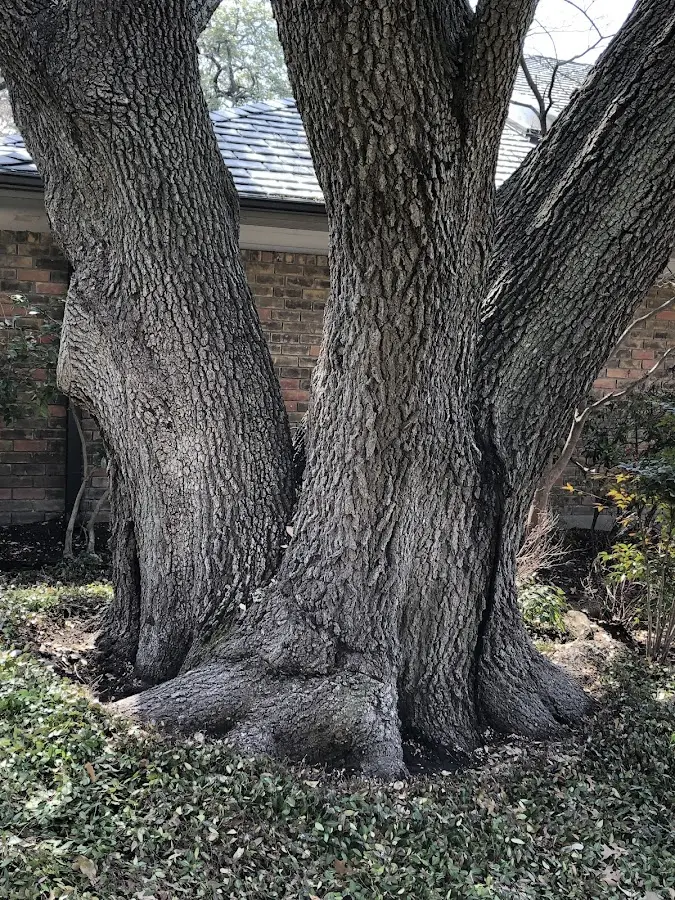 Mature heritage tree close to a Sister Bay property cared for by certified arborists